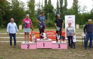 Championnat de France  agility des bergers americains miniatures 